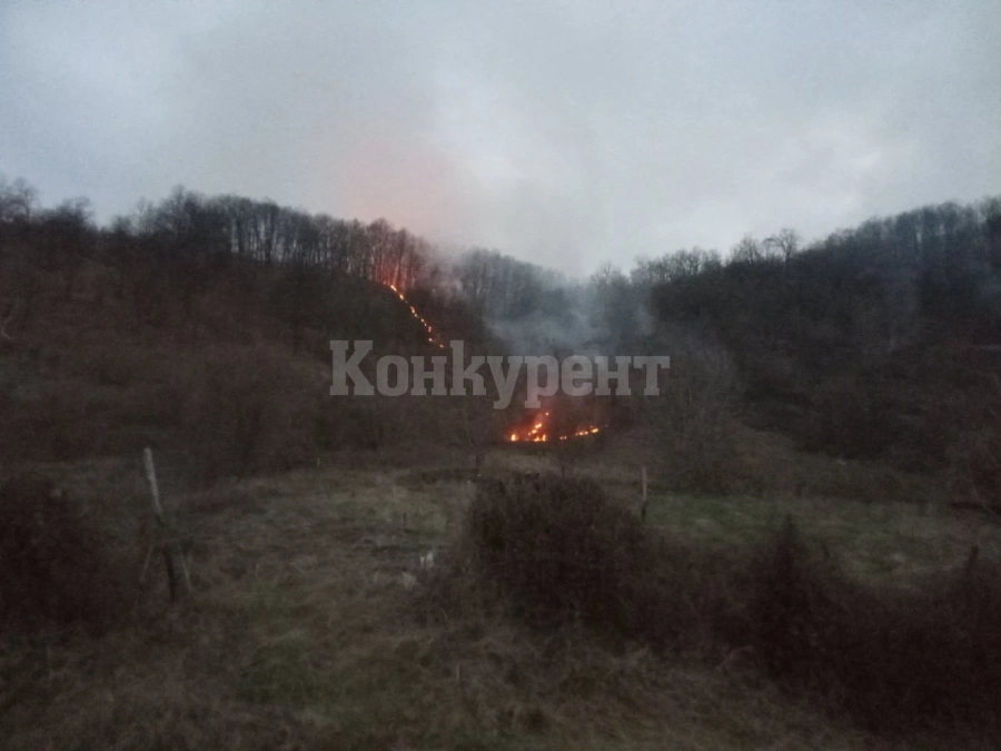 90 декара дъбова гора изгоряха във Видинско