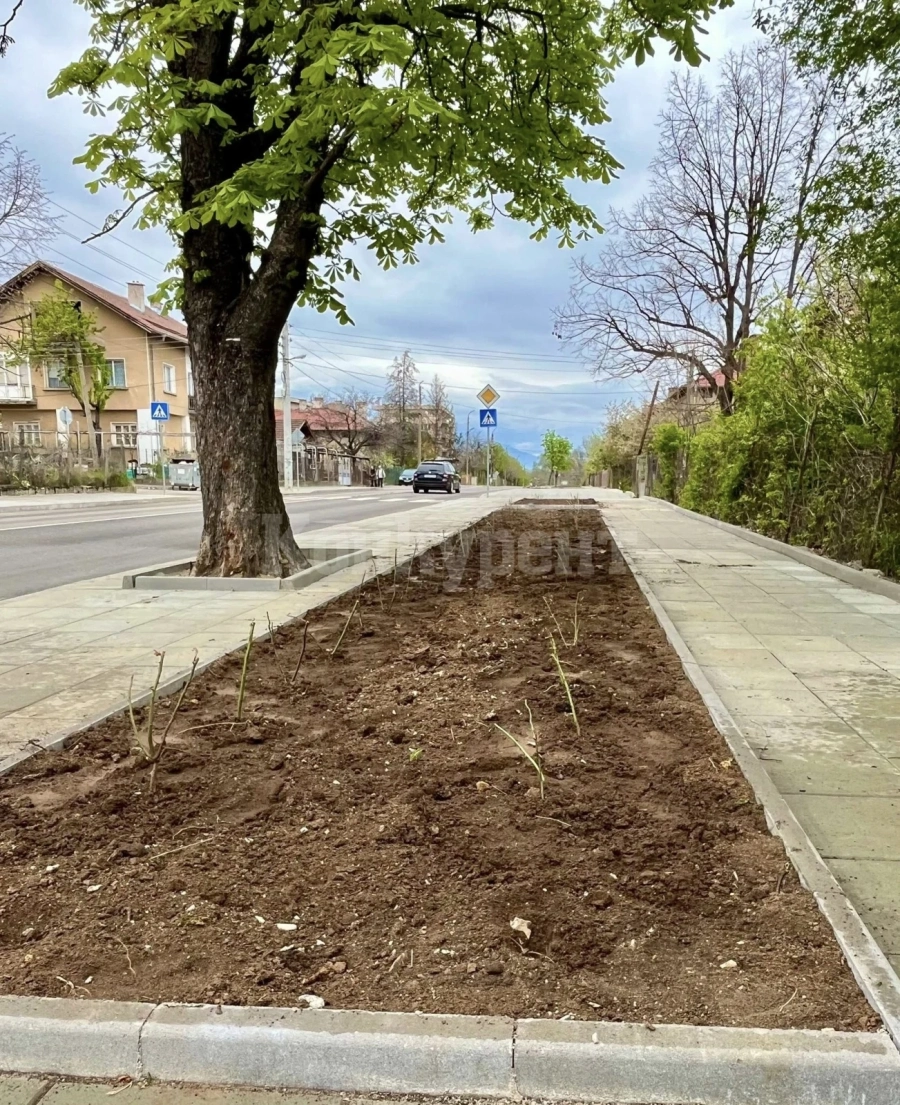 600 рози ще красят Вършец