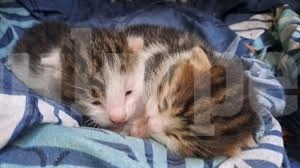Мъж, изхвърлил новородени котета в контейнер, е предаден на прокурор