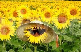 Слънчено и топло през деня, но доста хладно сутринта