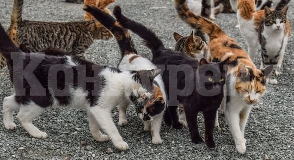 Община Видин раздава ваучери за кастрация  на улични котки