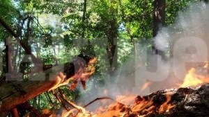Големият пожар край видинските села е локализиран