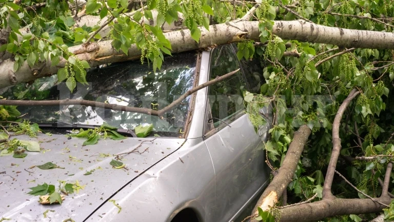 Дърво се срути върху кола