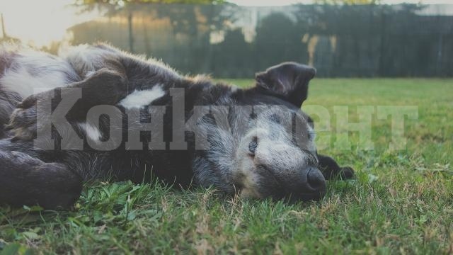 Жегата уби куче, стопаните го оставили вързано без достъп до вода