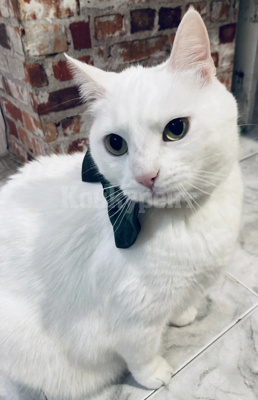Днес е световният ден на котката