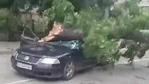 В Монтана назначават специална комисия да оглежда дърветата 