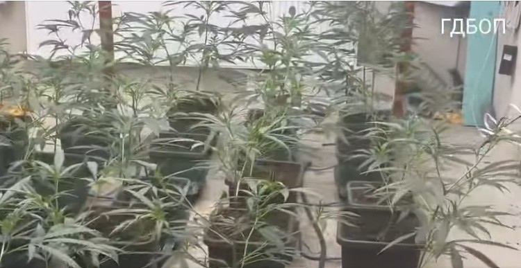 ГДБОП задържа членове на престъпна група за разпространение на наркотици