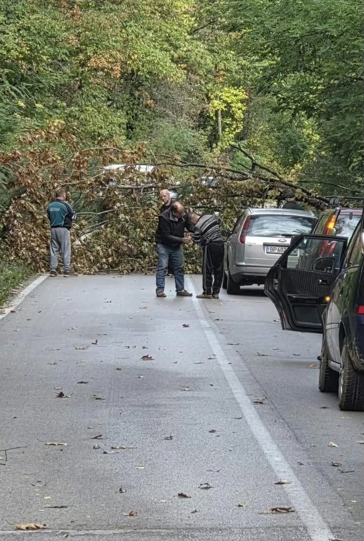 Паднало дърво затруднява пътя до Чирен