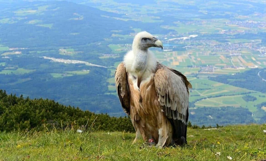 Видински ловци подхранват лешояди с 270 000 лева