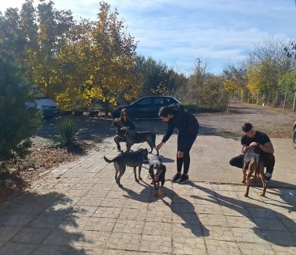 Доброволци разхождат кучета във Видин