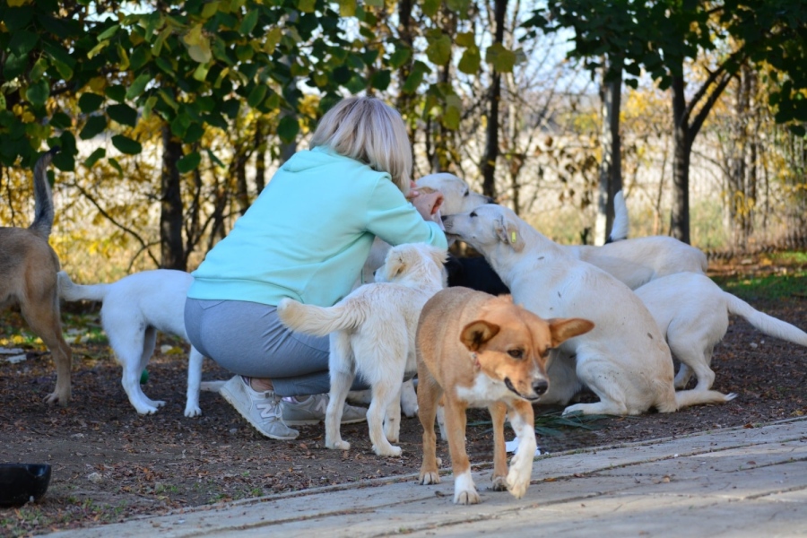 Десетки видинчани разхождат в събота кучетата от местния приют