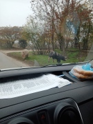 На метри от шосето край Алтимир –  прасета