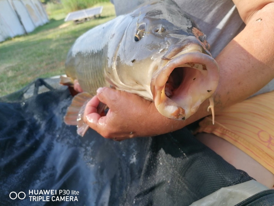 Врачани пускат жива риба на Никулден в язовир „Дъбника\