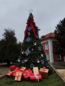 Коледното дърво на Мизия ще засияе тази вечер