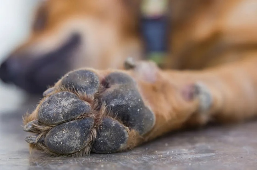 Разследват случай на застреляно куче във Видинско