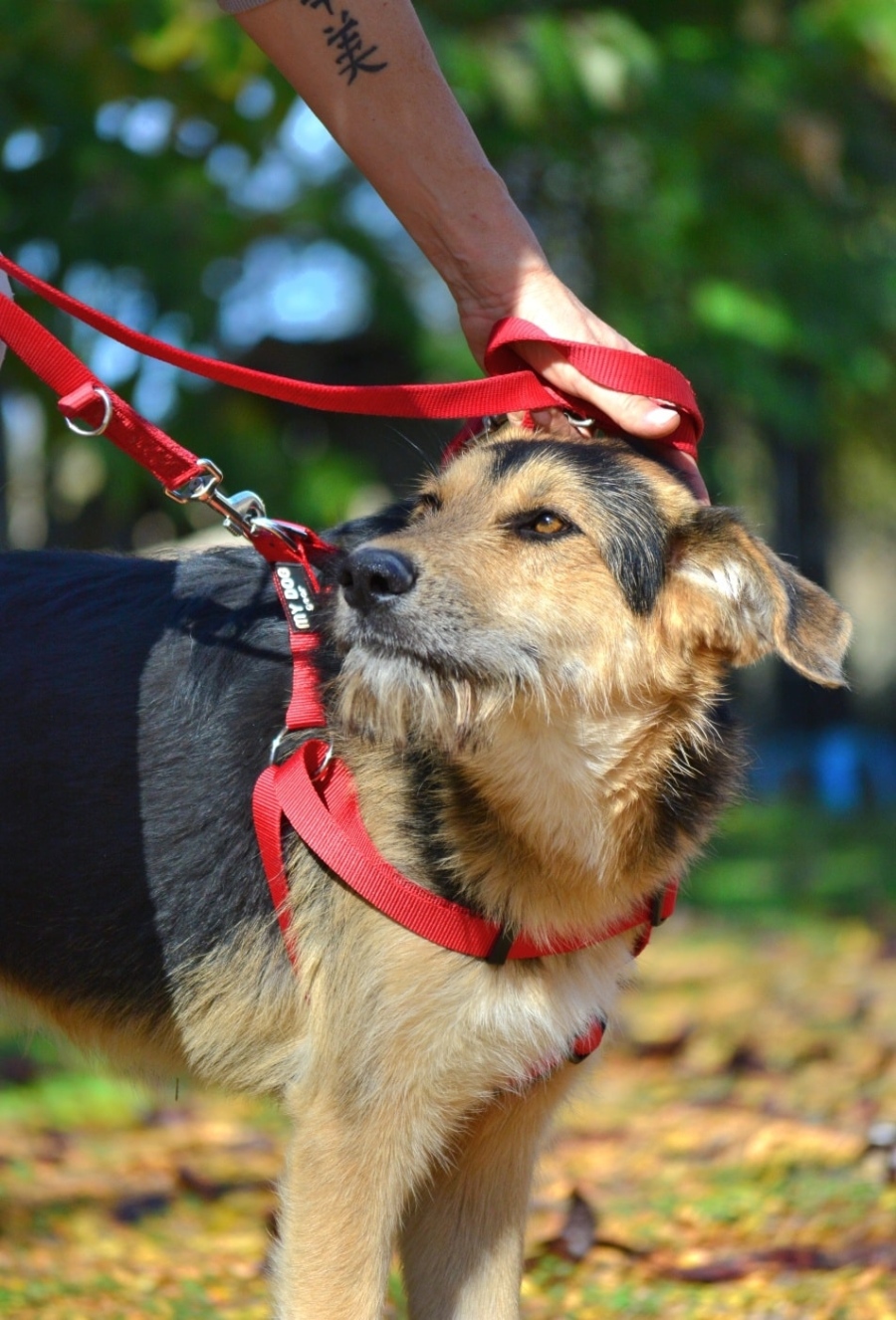 Четири пъти повече са  регистрираните домашни кучета във Видин за година