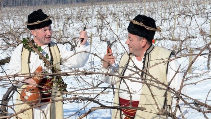 В деня на Свети Трифон празнуват лозарите, винарите, кръчмарите и соколарите