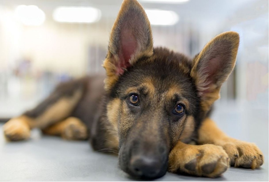 Домашни любимци могат да помогнат за разкриването на престъпления, пренасят човешка ДНК