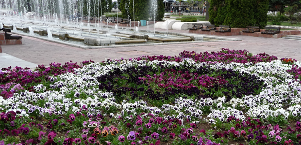 Монтана търси фирма – специалист за зелените си пространства 