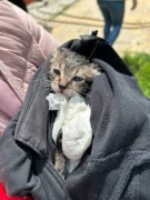 Пожарникари спасиха котка, заклещена в климатик