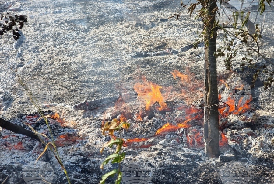 Непълнолетен е причинил пожар в горска територия в землището на Роман