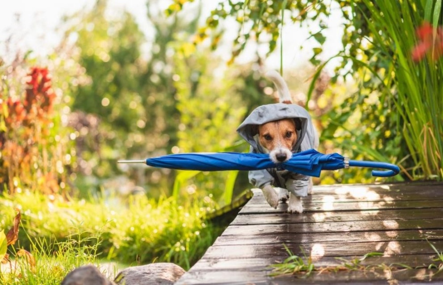 Времето днес: Облачно, с валежи от дъжд на много места