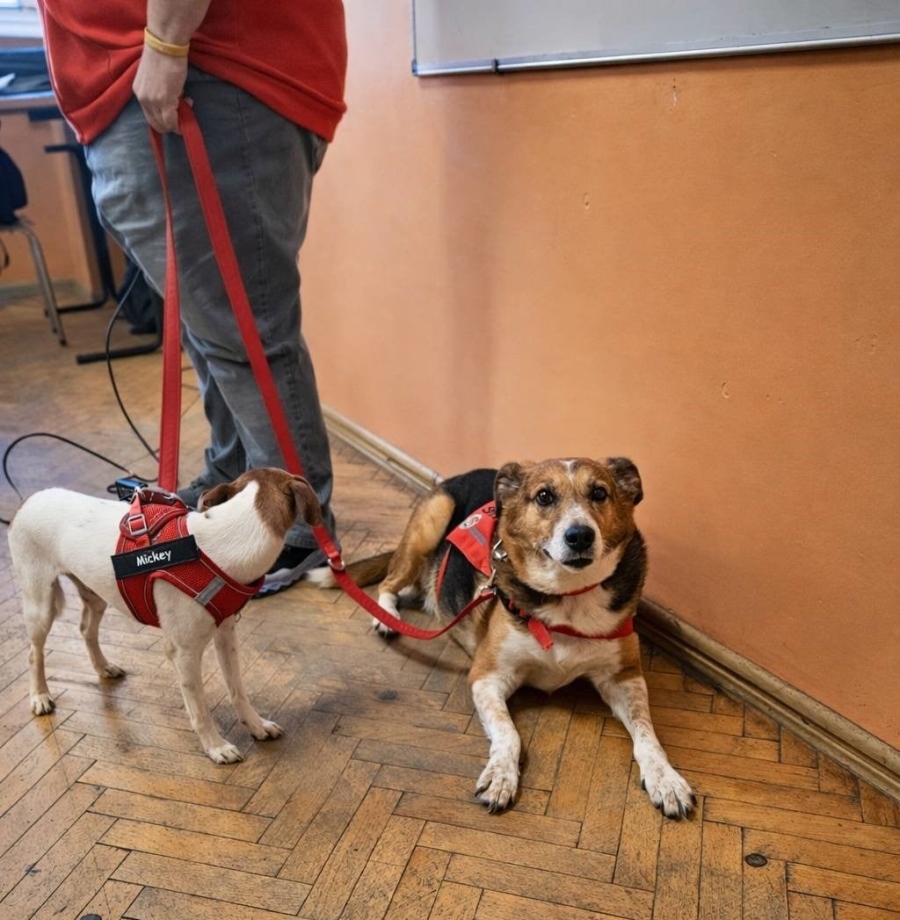 Смайли и Мики влязоха във видинска гимназия