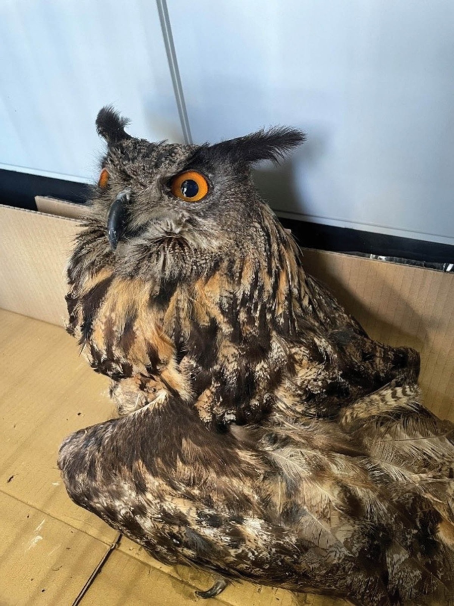 Спасиха бухал, открит е със счупено крило