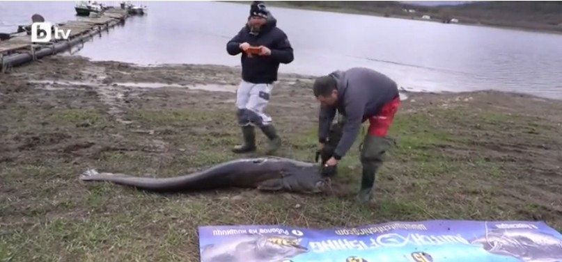 Кой улови 90-килограмовия сом в язовир \