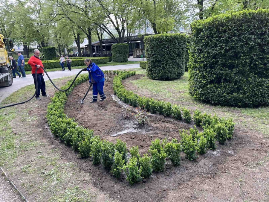 Община Видин започна подмяната на чимширите в Крайдунавския парк 