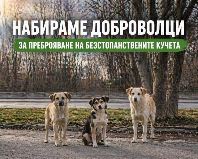 Община Видин набира доброволци за преброяване на безстопанствените кучета