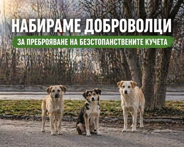 Община Видин набира доброволци за преброяване на безстопанствените кучета