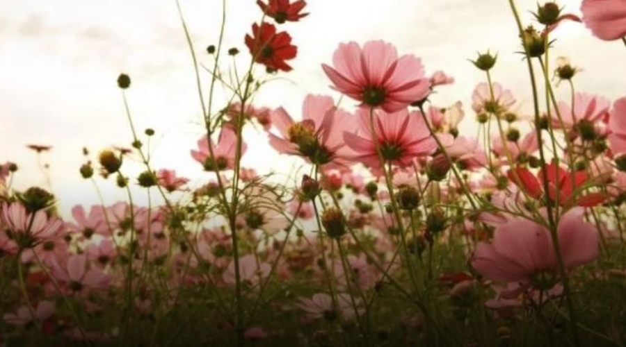 Слънчева неделя с температири до 28°