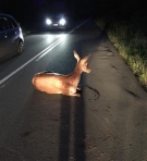 За да спаси сърна, \