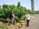 Враца ще отбележи 130-та годишнина от създаване на първата в България Опитна станция по бубарство