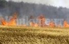 Пожар унищожи 2 дка пшеница във Видинско