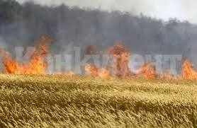 Пожар унищожи 2 дка пшеница във Видинско